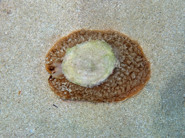 Umbraculum mediterraneum - a passeggio?